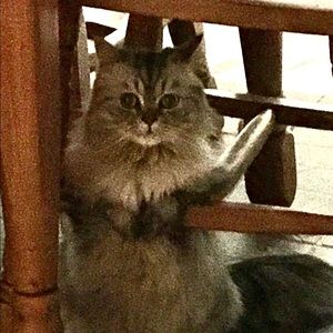 Meet your Posher, Josee